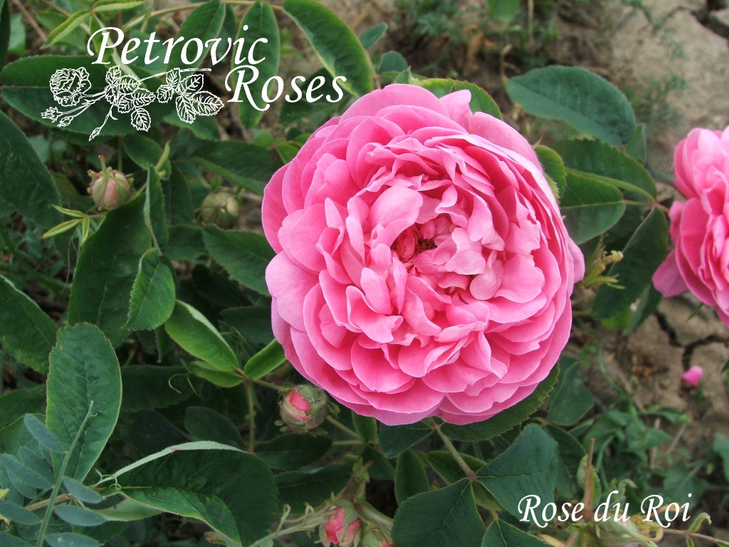 Rose Du Roi Petrovic Roses
