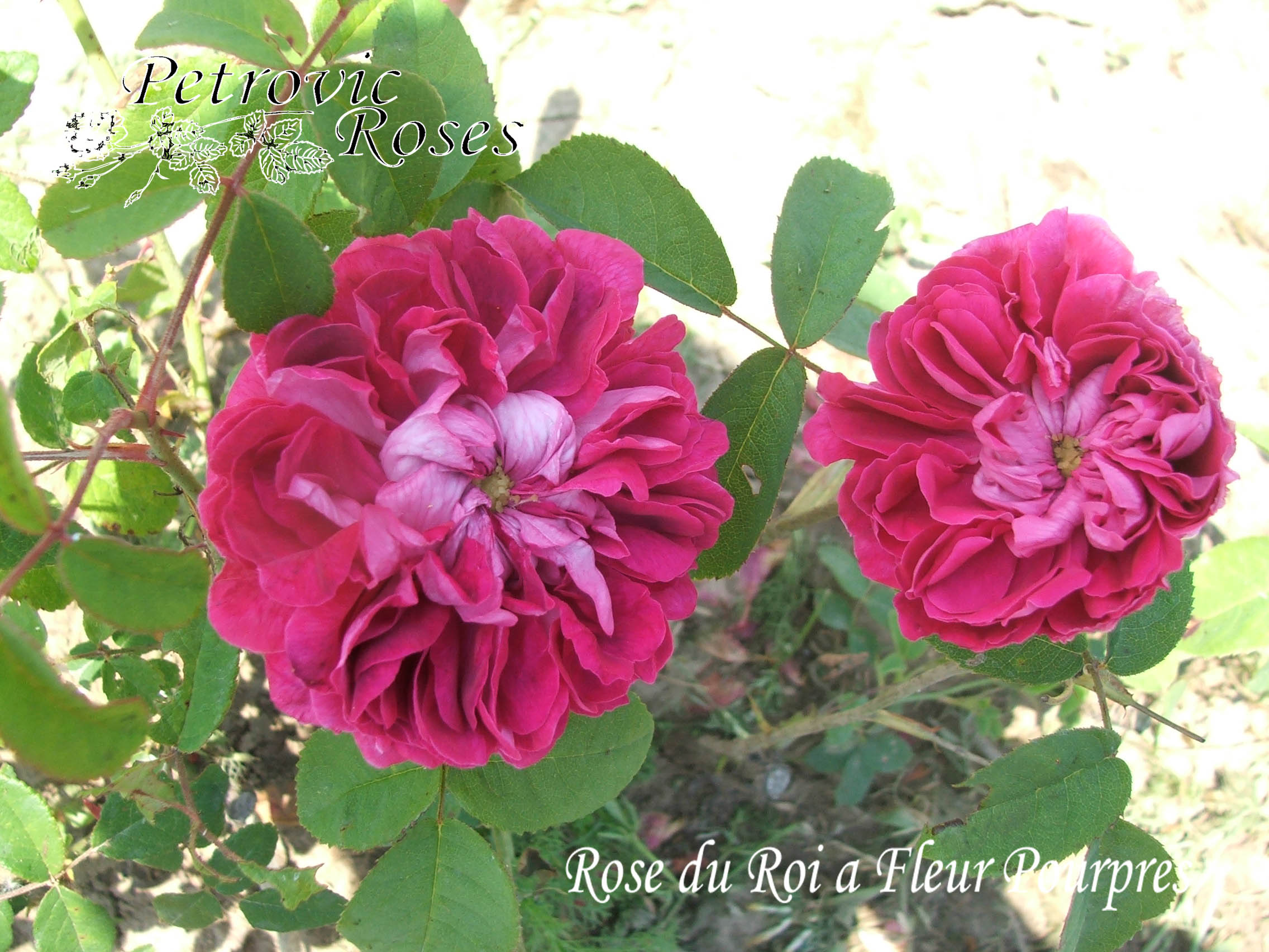 Rose Du Roi A Fleurs Pourpres Petrovic Roses